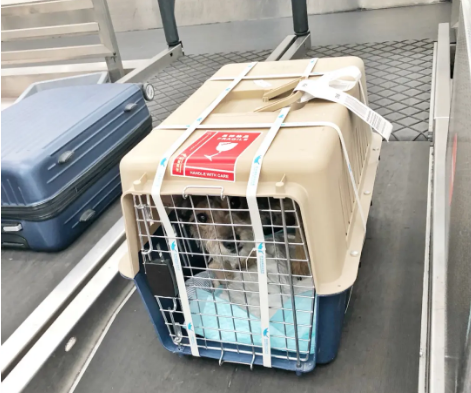 长寿宠物托运 宠物托运公司 机场宠物托运 宠物空运